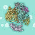 With generative AI, MIT chemists shortly calculate 3D genomic buildings