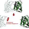 AI system predicts protein fragments that may bind to or inhibit a goal