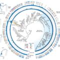 Rationale engineering generates a compact new software for gene remedy